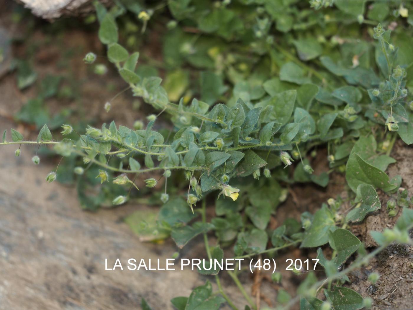 Fluellen, Sharp-leaved plant